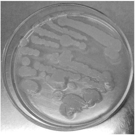 海绵共生真菌产黄青霉LS16抗菌活性物质的分离及结构鉴定