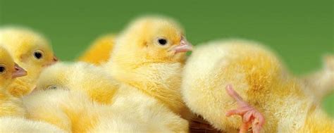 小鸡图片-鸡蛋从中孵化的两只小鸡素材-高清图片-摄影照片-寻图免费打包下载