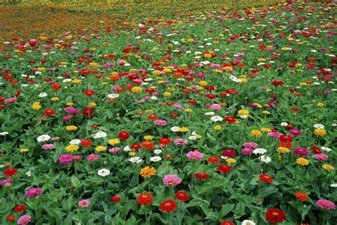 百日菊冬天可以播种种子吗-花卉百科-绿宝园林网