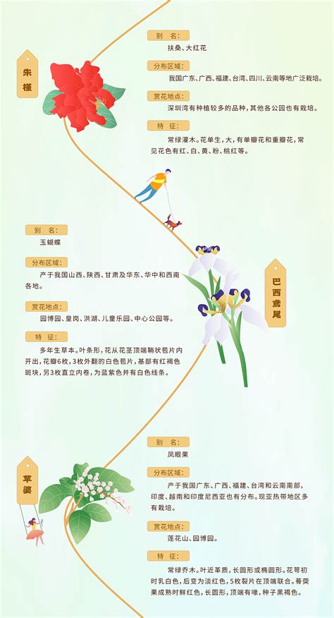5月的花历_你知道在深圳每个月会有哪些花盛开吗~_我要喝橙汁儿-站酷ZCOOL