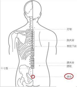 腰部位置图图片