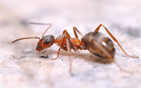 蚂蚁的特征 - 业百科