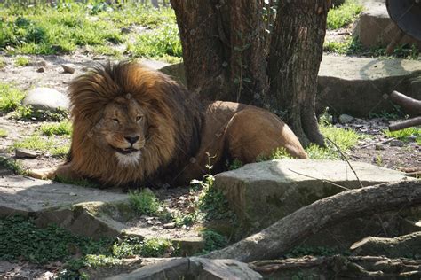 动物园里发呆狮子摄影图高清摄影大图-千库网