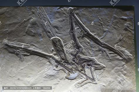 【中新社】破译哈密翼龙化石风化之谜 中科院团队指重在盐害治理----古脊椎动物与古人类研究所
