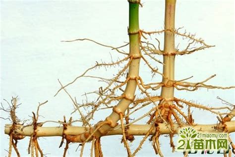 竹子的主要繁殖方法 竹子什么时候移植最好_爱花网