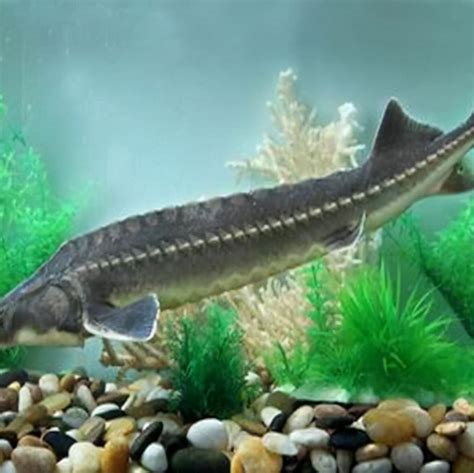 世界上最大的淡水鱼种类：鲟鱼体长可达7米多_巴拉排行榜