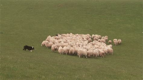 一只边境牧羊犬赶着一群羊穿过一片绿色的牧场。视频素材_ID:VCG42570279133-VCG.COM