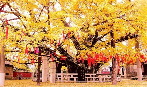 山东莒县浮来山，因4000年的银杏树，千年古寺成旅游胜地_定林寺