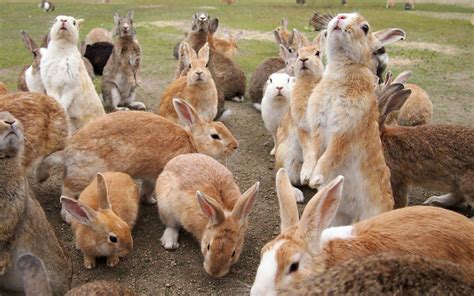 宠物兔能长多大 兔子晚上能看见东西吗_仓鼠 - 养宠客