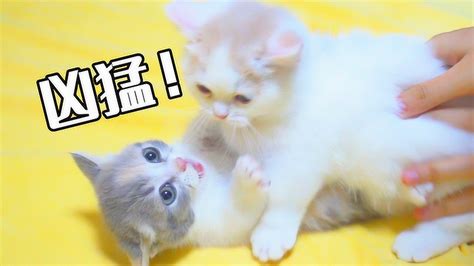 小公猫为什么伸出红色的小尖尖(小公猫为什么伸出红色的小尖尖出血)-宠物猫-东江宠物网