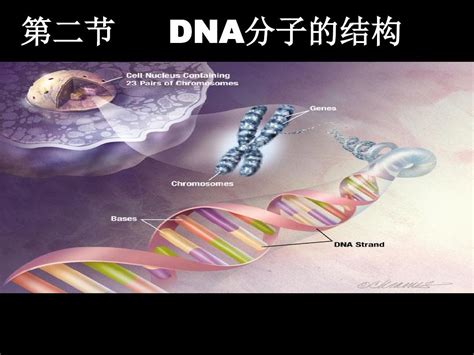 DNA的分子结构_word文档在线阅读与下载_免费文档