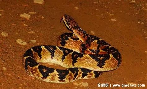眼镜王蛇最怕什么蛇和动物，巨蝮蛇最克眼镜王蛇(不怕毒还抗揍) — 奇闻呀