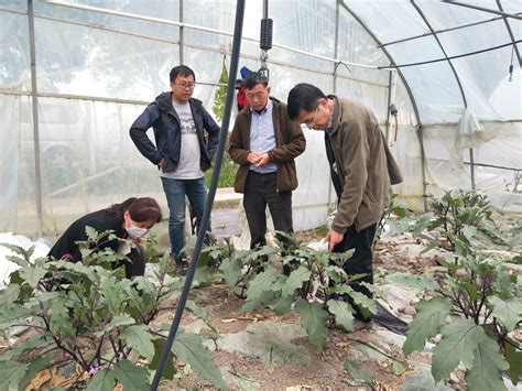 园艺所茄子课题组赴金山进行茄子生产技术指导_科技服务_新闻中心_上海市农业科学院