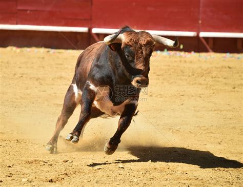 在西班牙斗牛场奔跑的公牛高清图片下载-正版图片505648897-摄图网