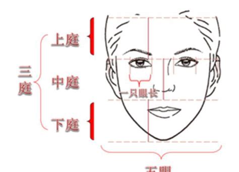 标准面部比例，找出自己的五官比例，在化妆中注意适当修饰