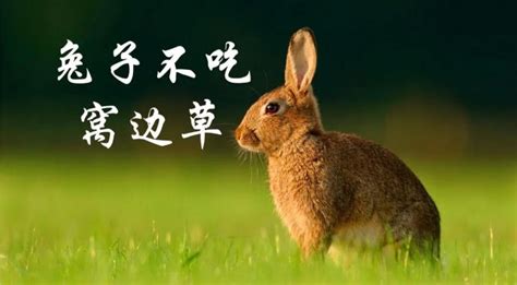 兔子不吃窝边草什么意思呢 一句俗语演变成两个道德情感剧本-四得网