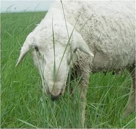 北方喂羊的高产牧草有哪些 选对品种很重要-长景园林网