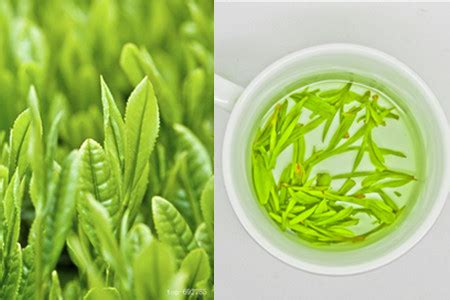 绿茶毛尖茶的功效与作用_绿茶的功效与作用_绿茶说