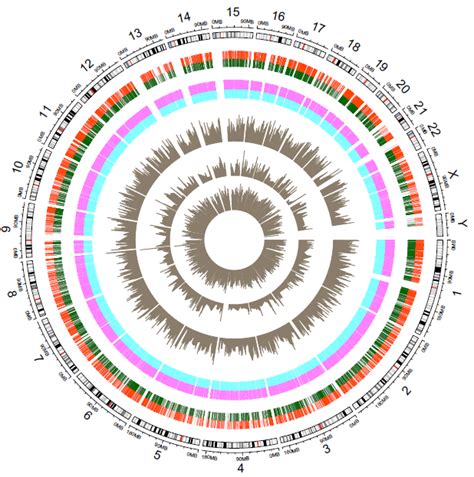 中外学者合作完成燕麦基因组草图绘制、解析燕麦素的生物合成基因簇 - 生物通