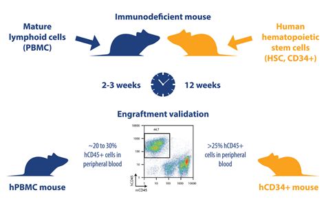 小鼠肝癌模型细胞的体外培养方法及其应用