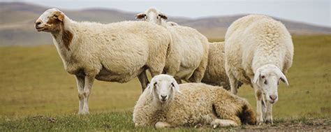 属羊人和什么属相最合 属羊与什么属相配最好 - 万年历