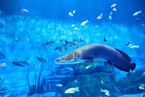 分享韩国微生物动物摄影师：高清晰海洋生物动物鱼类摄影图片