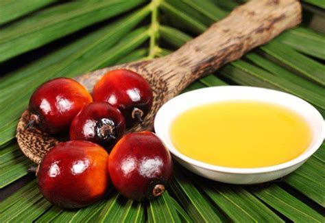 马来西亚表示将逐步提高棕榈油生物柴油的强制掺混要求_行业动态
