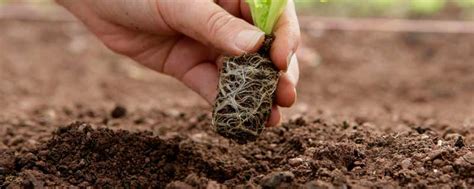土壤消毒用什么药-农百科
