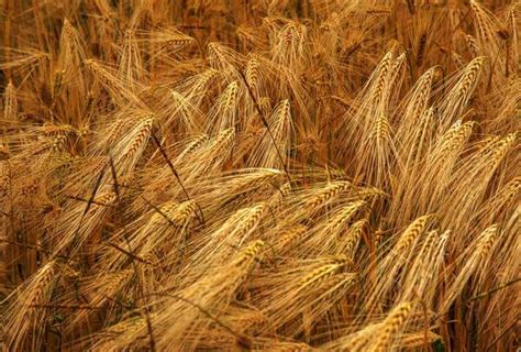 弘毅生态农场再传好消息：有机小麦亩产超1400斤_明辨是非_新浪博客