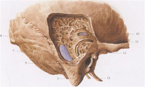 乳突、乙状窦和面神经的关系-局部解剖学-医学
