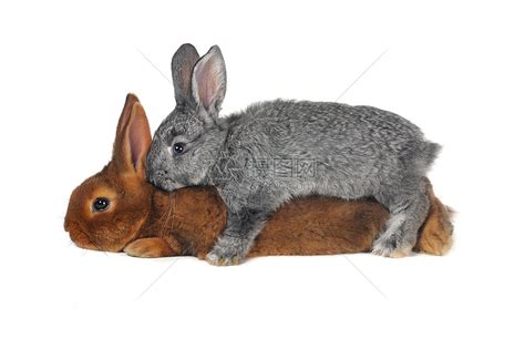 两只兔子动物野兔婴儿毛皮男性棕色团体宠物灰色哺乳动物高清图片下载-正版图片320772010-摄图网