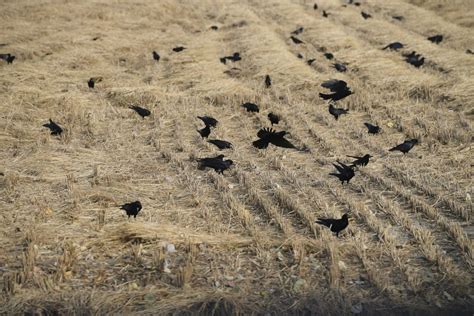 山西村庄出现密密麻麻的乌鸦，村民称二里地的电线杆上，也飞满了_乌鸦_村民_电线杆