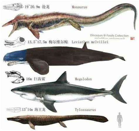 4个巨齿鲨的强大敌人，最强的鲸鱼梅氏利维坦鲸打得过巨齿鲨吗？