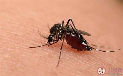 蚊子吸血是因为血太甜了吗 蚊子为什么要吸血 _八宝网