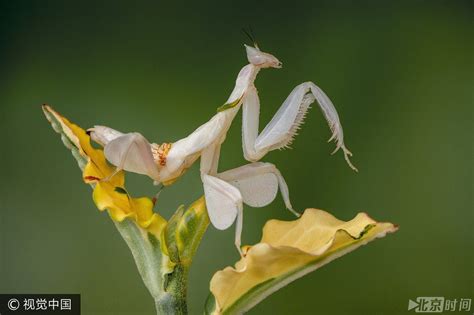 科学网—魔花螳螂（Idolomantis diabolica）：一种经济昆虫 - 李世春的博文