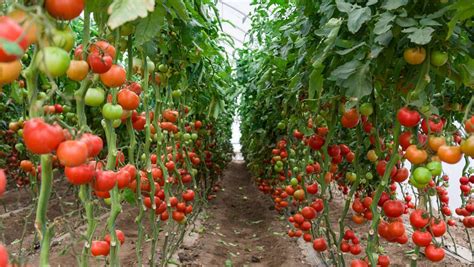 如何种植西红柿-百度经验