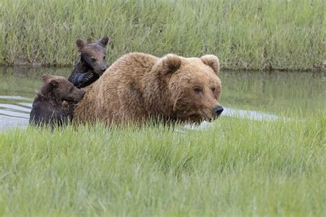 俄罗斯猎熊传统延续至今， 如今成精英消遣娱乐