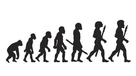 人类进化过程 - 业百科