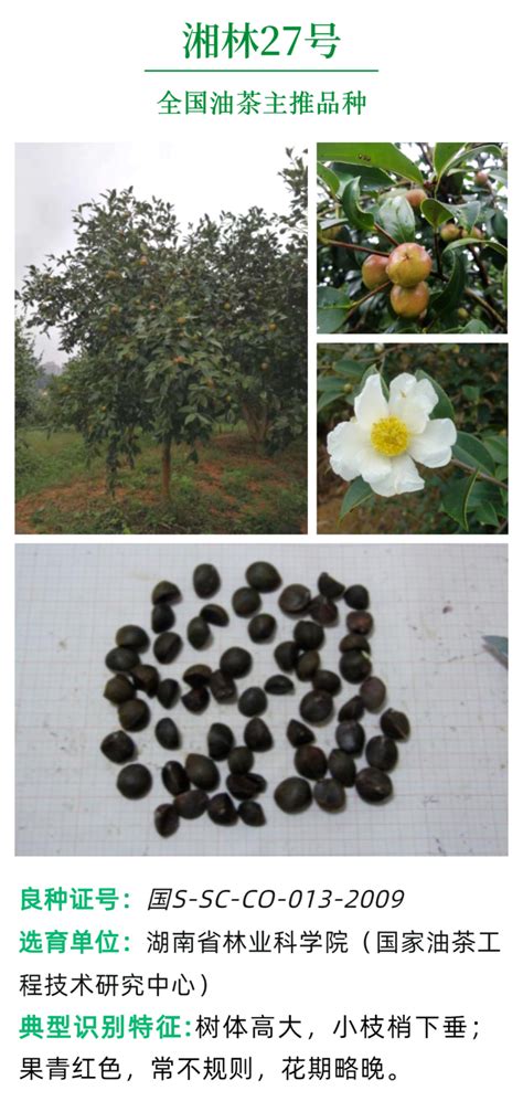 湖南省推荐的油茶品种中有6个被确定为全国油茶主推品种-湖南林业-关注森林网