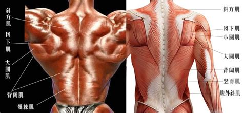 背部肌肉的六大分区 - 知乎