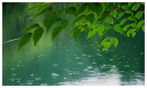 春天细雨绵绵最喜欢听春雨，读杜甫这首《雨不绝》，感受雨中诗意