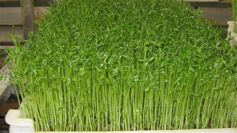 绿色健康的豆芽菜高清图片下载-正版图片600354573-摄图网