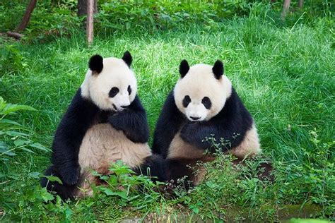 熊猫存在多少年了 熊猫濒临灭绝的最主要原因是什么_法库传媒网