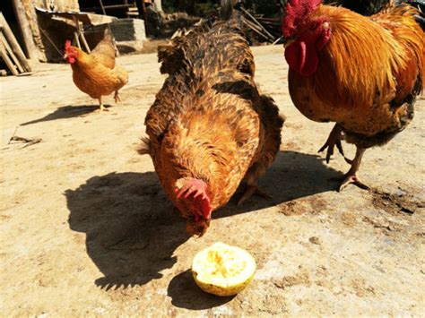 清远走地鸡800g*2只 农家谷饲散养90天土鸡母鸡整鸡童子鸡-阿里巴巴