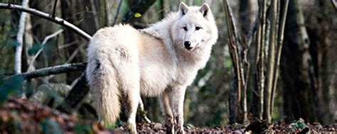 白狼-白狼txt下载-白狼最新章节-铁血读书