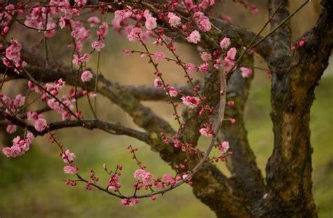 初春去日本看梅花 送你九大赏梅必去公园攻略 - 知乎
