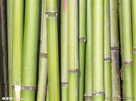 厂家批发定制各种规格天然原竹装饰装潢竹竿白竹竿竹片碳化竹竿-阿里巴巴