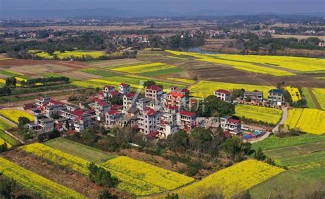 江西泰和：生态乡村金色画卷-人民图片网