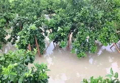 看海！广州今日午后突降暴雨 市区多处水浸严重-图片频道