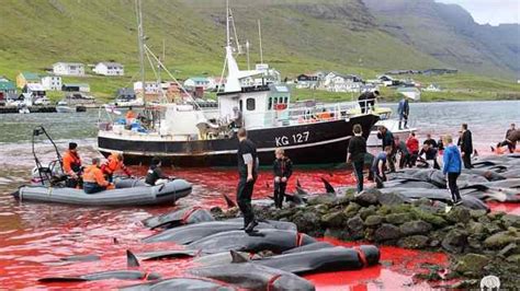 继日本之后，丹麦一小岛也“大开杀戒”，上百头鲸鱼染红海湾